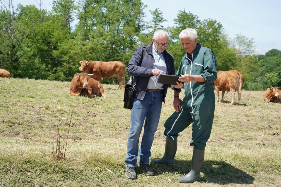 Scène extérieure dans un pâturage avec deux hommes âgés consultant une tablette tactile au milieu d'un troupeau de bovins de race limousine